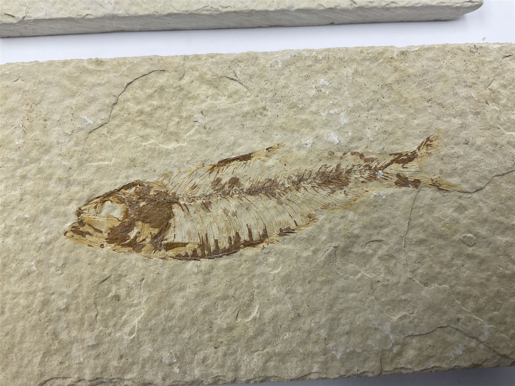 Four fossilised fish (Knightia alta) each in an individual matrix, age; Eocene period, location; Green River Formation, Wyoming, USA, largest matrix H7cm, L9cm