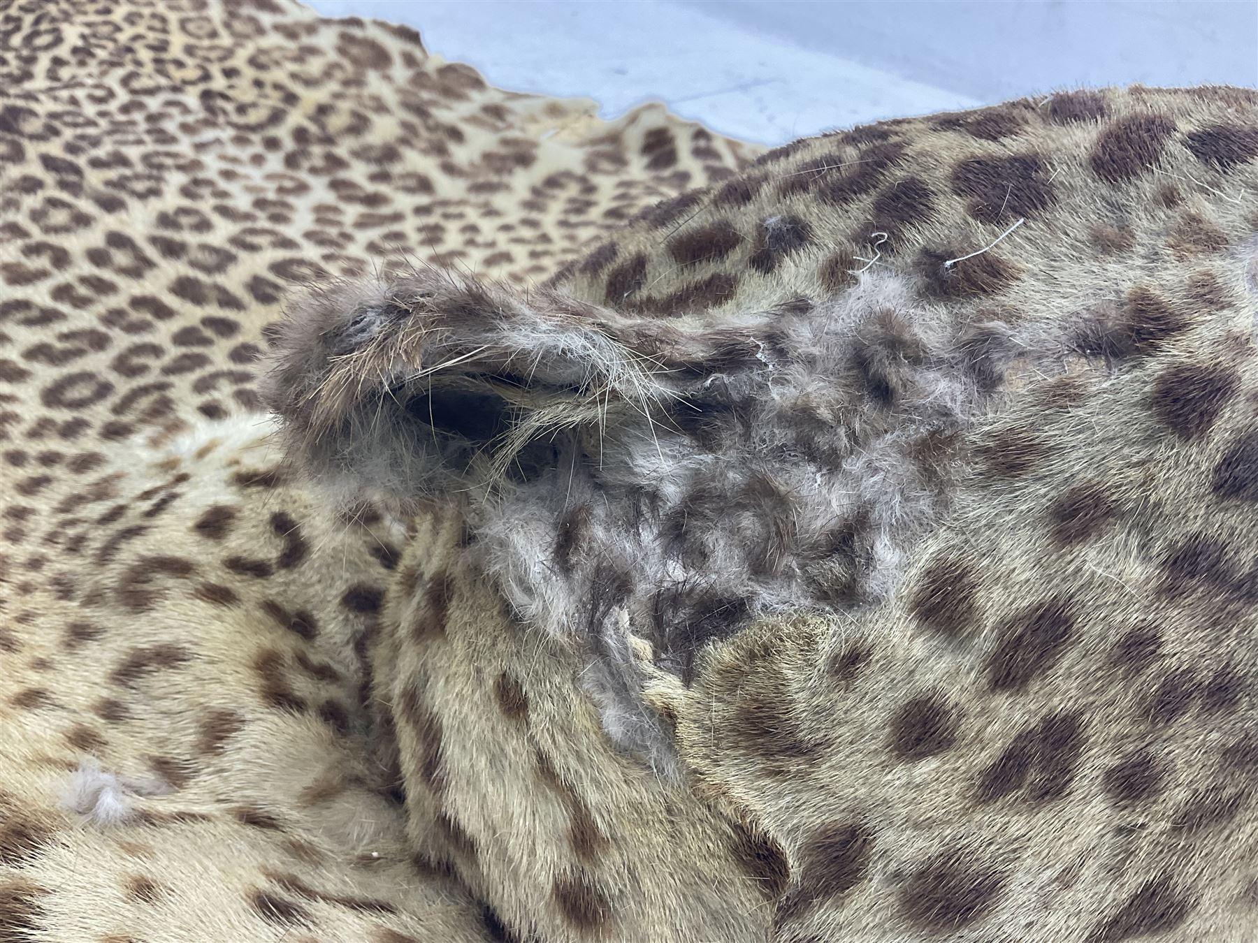 Taxidermy: Early 20th century Indian leopard (Panthera pardus fusca), adult skin rug with head mount, mouth agape, with limbs outstretched, nose to tail L156cm