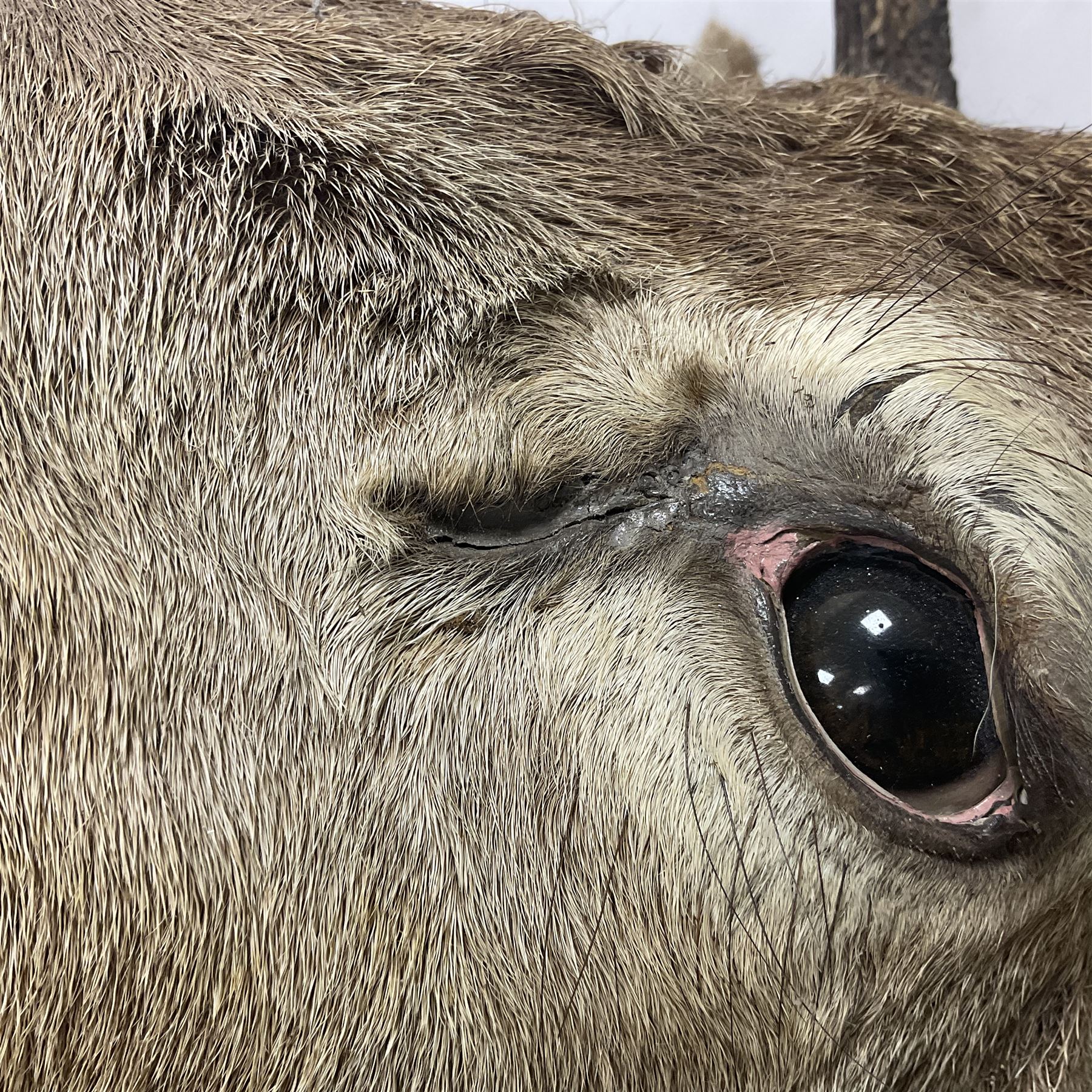Taxidermy: Red Deer (Cervus elaphus), adult male imperial stag shoulder mount looking straight ahead, eleven point antlers, mounted upon a shaped wooden shield, D65cm