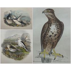 Henry Constantine Richter (British 1821-1902) after John Gould (British 1804-1881): Fratercula Arctica, lithograph with hand colour, together with two further lithographs of birds (3)