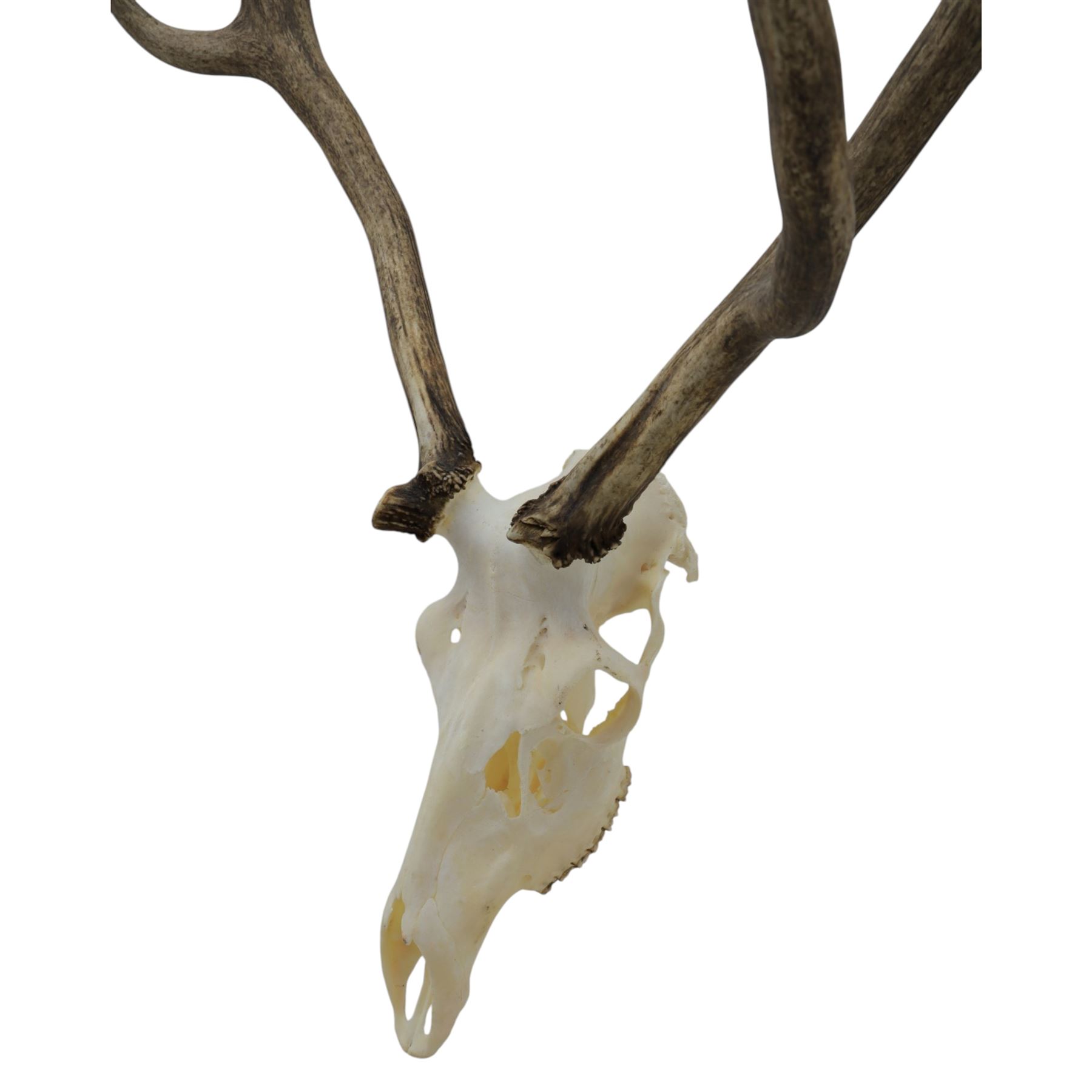 Antlers/Horns: Pair of Red Deer (Cervus elaphus) antlers on skull, H110cm