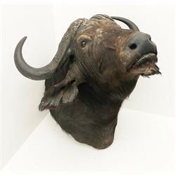 Taxidermy: African Cape Buffalo (Syncerus Caffer), adult male shoulder mount, H86cm, together with African Cape Buffalo hoof converted into an ashtray, H22cm