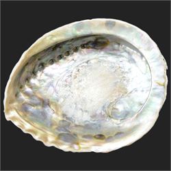Conchology: including Abalone mother of pearl shell, Lambis shell, four conch shells, and others