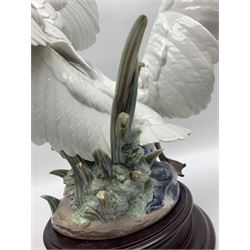 Large Lladro figure group, Swans Take Flight, modelled as two swans upon raised on circular wooden plinth, sculpted by Salvador Debon, H68cm