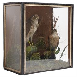 Taxidermy - Victorian pair of Eurasian Sparrow Hawks (Accipiter Nisus), male and female full mounts, modelled upon a naturalistic setting, within an ebonised display case