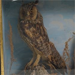 Taxidermy: Victorian case pair of long-eared owls (Asio Otus), male and female full mounts, with in naturalistic setting and blue sky painted background, encased within an ebonised single glass display case with gilt frame, 53cm x 38cm x 19cm