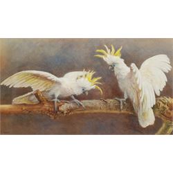 Ellen A Frank (British exh.1889-1912): 'We Fell Out, the Wife and I' - Yellow Crested Cockatoos, watercolour heightened in white signed 28cm x 50cm