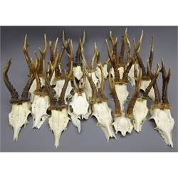  Collection of Roe Deer antlers on skulls, (18)  