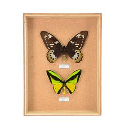 Entomology; pair of Goliath birdwing butterfly (Ornithoptera Goliath) male and female specimens, Please note due to Cities regulations this lot is available to UK buyers only, CITES annex B appendix II.