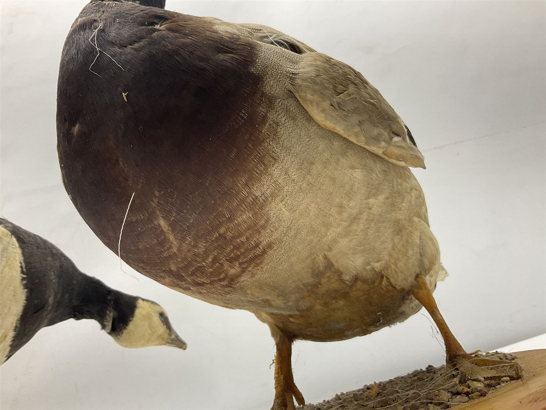 Taxidermy; Barnacle goose (Branta leucopsis), full adult mount, upon a rectangular base, together with Mallard (Anas platyrhynchos), full mount drake, upon an oval base, goose H28cm