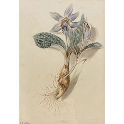 Isabella Anne Allen (British 1810-1865): 'Erythronium Dens-canis' (Dogtooth Violet), botanical watercolour study signed in pencil 21cm x 15cm
Notes: Allen, known as 'La Botaniste Miss Allen', first came to light in July 2021 following a BBC appeal to identify the mystery artist in the Royal Horticultural Society collection. The UK Census of 1851 confirmed spinster and landowner Isabella Anne Allen, born in 1810, lived with her parents, John Henry and Susannah Rebekah, and several servants at Rhydd House, Madresfield. The property, with its gardens and woodlands at the foot of the Malvern Hills close to the River Severn, offered plenty of opportunities for botanical study.