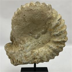 Large ammonite fossil, mounted upon a rectangular wooden base, age; Cretaceous period, location; Morocco, H33cm