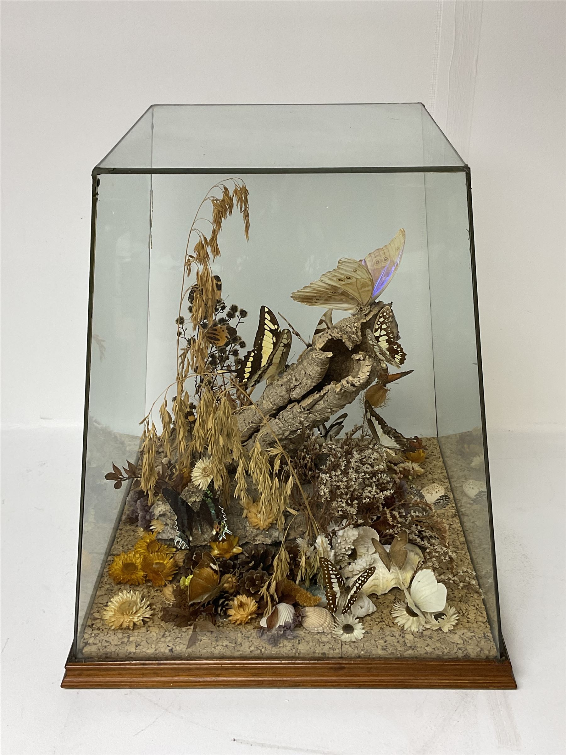 Entomology: 20th century cased moth and butterfly diorama, including Godart morpho, Chrysiridia rhipheus, Cathosia biblis, Appias lyncida, Hamadryas and others arranged amongst dried flowers and grasses, enclosed in a glass five sided terrarium display case with a wooden base, L43cm D43cm H49cm 