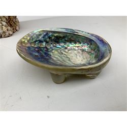 Various shells to include mother of pearl open mollusk shells, Queen Conch (Strombus Gigas), other smaller conch, fossils and other shells in two boxes