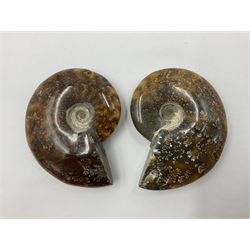 Pair of polished Cleoniceras Ammonites with intricate suture pattern, age; Cretaceous period, location; Madagascar