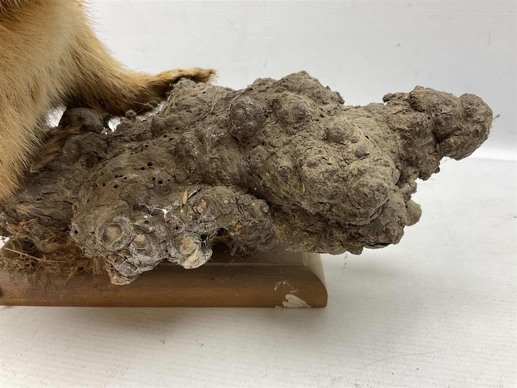 Taxidermy; Pine Marten (Martes martes) or similar, full adult mount mounted on a naturalistic branch, together with a weasel (Mustela) on a wooden plinth, pine marten H34cm