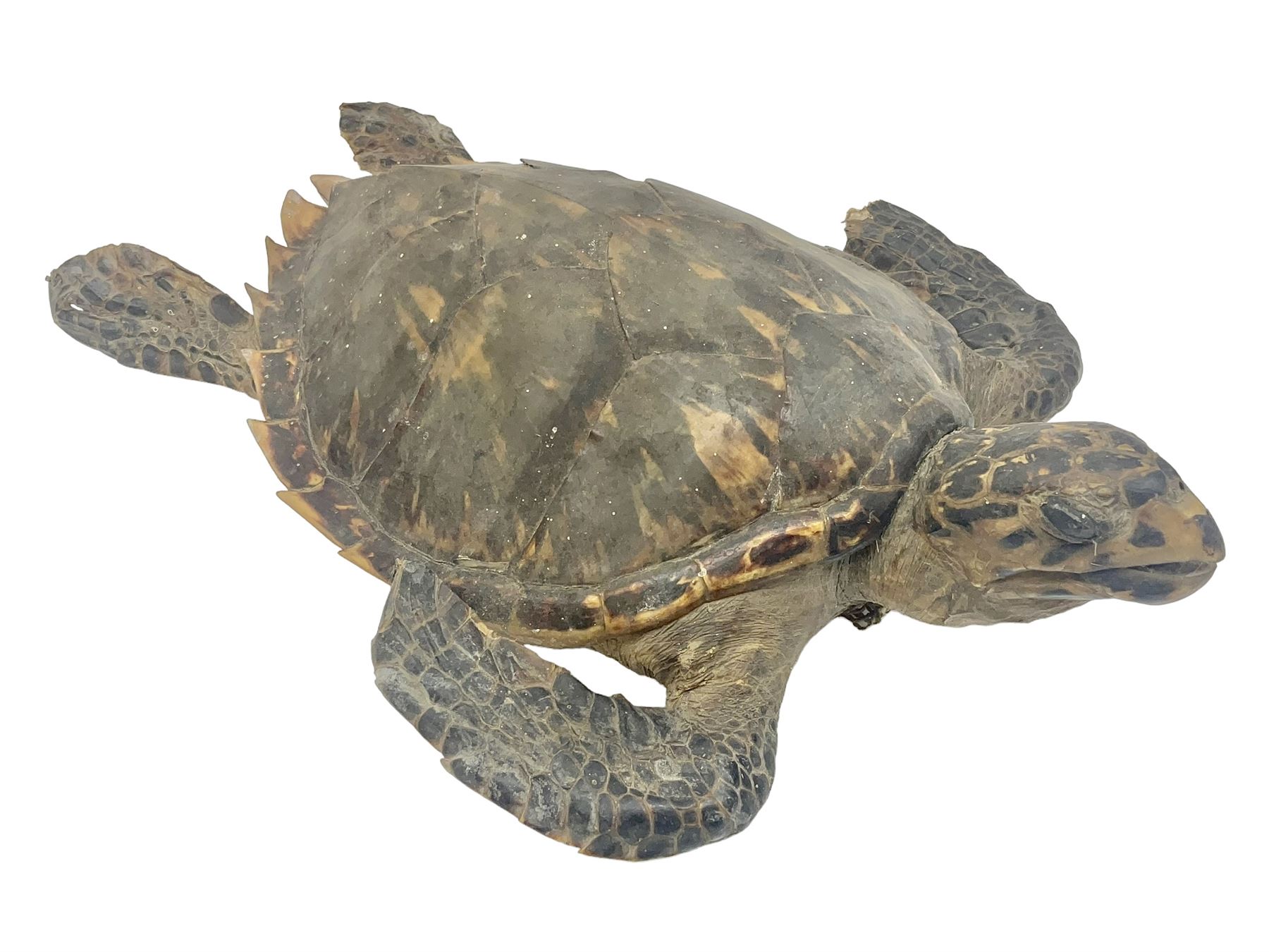Taxidermy: Hawksbill Sea Turtle (Eretmochelys imbricata), juvenile full mount, beak to shell base, 40cm