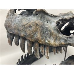 Composite model of a T-Rex dinosaur Skull, L50cms, H36cm 