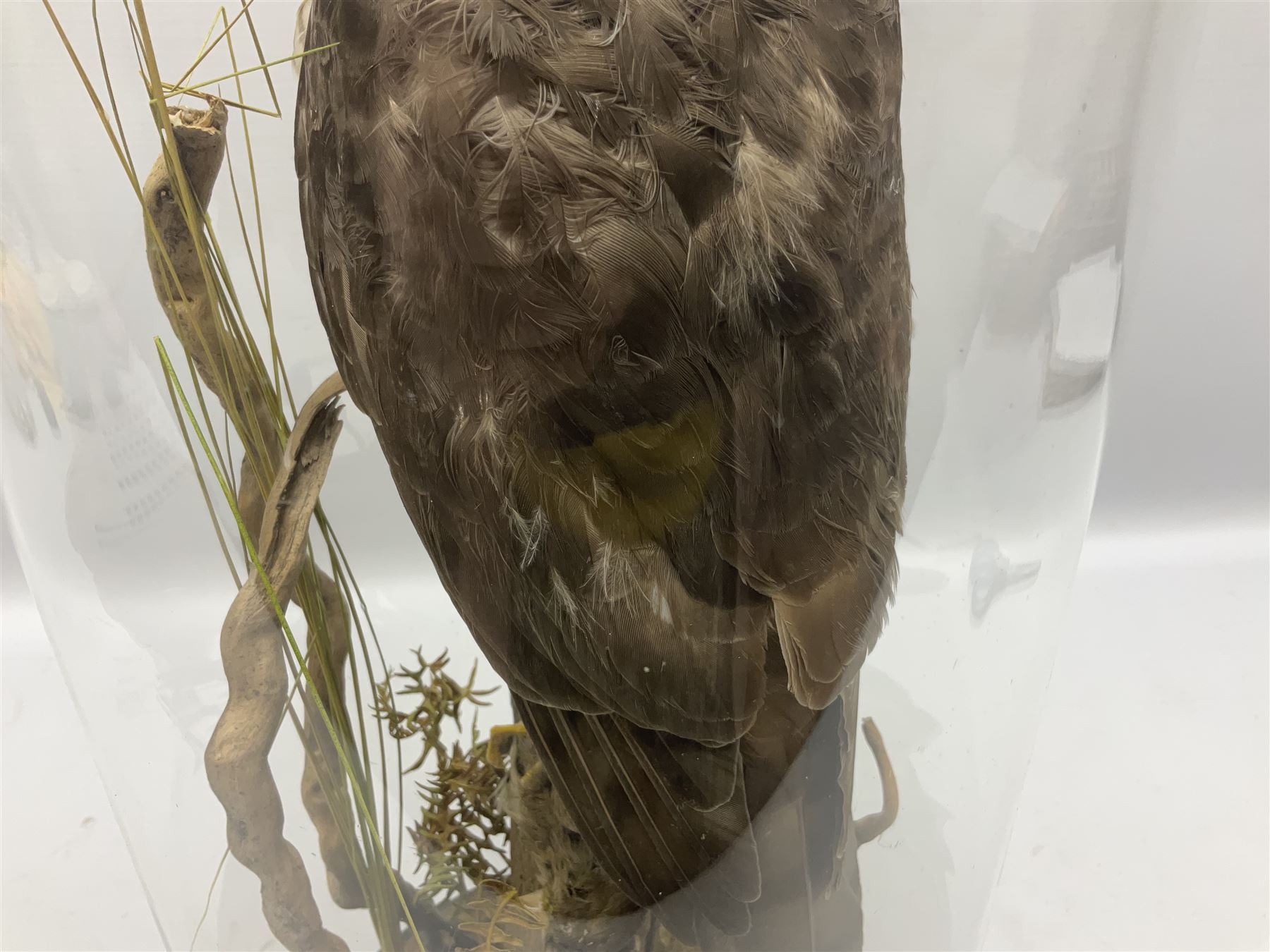 Taxidermy; Victorian European Sparrowhawk (Accipiter nisus), a full mount adult with pray,  perched upon a tree stump amidst a naturalistic setting, encased within a glass dome with an ebonised base, H55cm