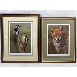 Robert E Fuller (British 1972-): Great Spotted Woodpeckers and 'Fox At Dawn', two limited edition colour prints signed and numbered 845/850 and 100/850, respectively, max 34cm x 24cm (2)