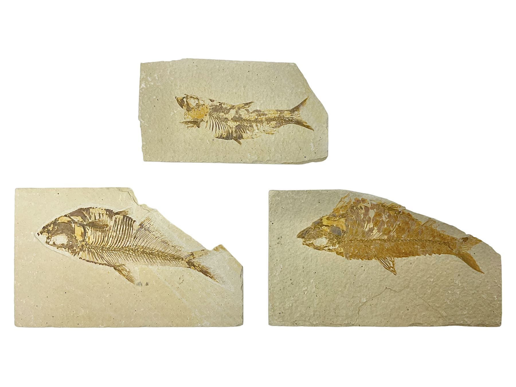 Three fossilised fish (Knightia alta) each in an individual matrix, age; Eocene period, location; Green River Formation, Wyoming, USA, largest matrix H9cm, L15cm