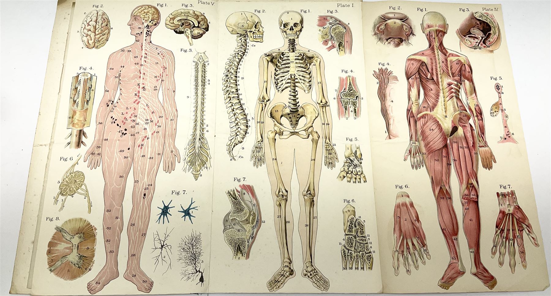 Bailliere's Popular Atlas of the Anatomy and Physiology of the Female Human Body, together with disbound medical books and works of Yorkshire interest, to include Beasley: The Book of Prescriptions, Beasley: Druggist's Receipt Book, Robinson's New Family Herbal, Hartley: Yorkshire Puddin', etc 