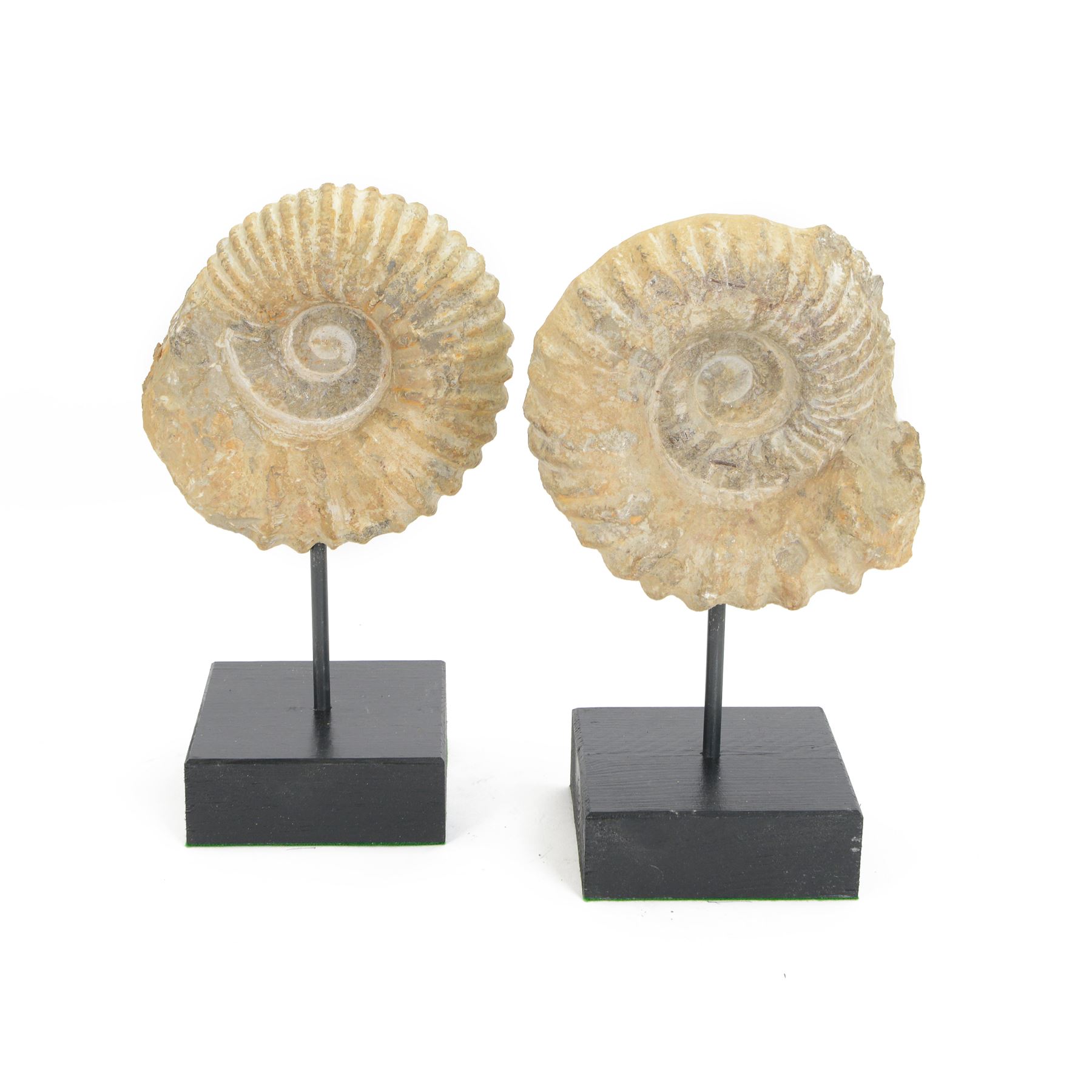 Pair of ammonite fossil, mounted upon a rectangular wooden base, age; Cretaceous period, location; Morocco, H32cm