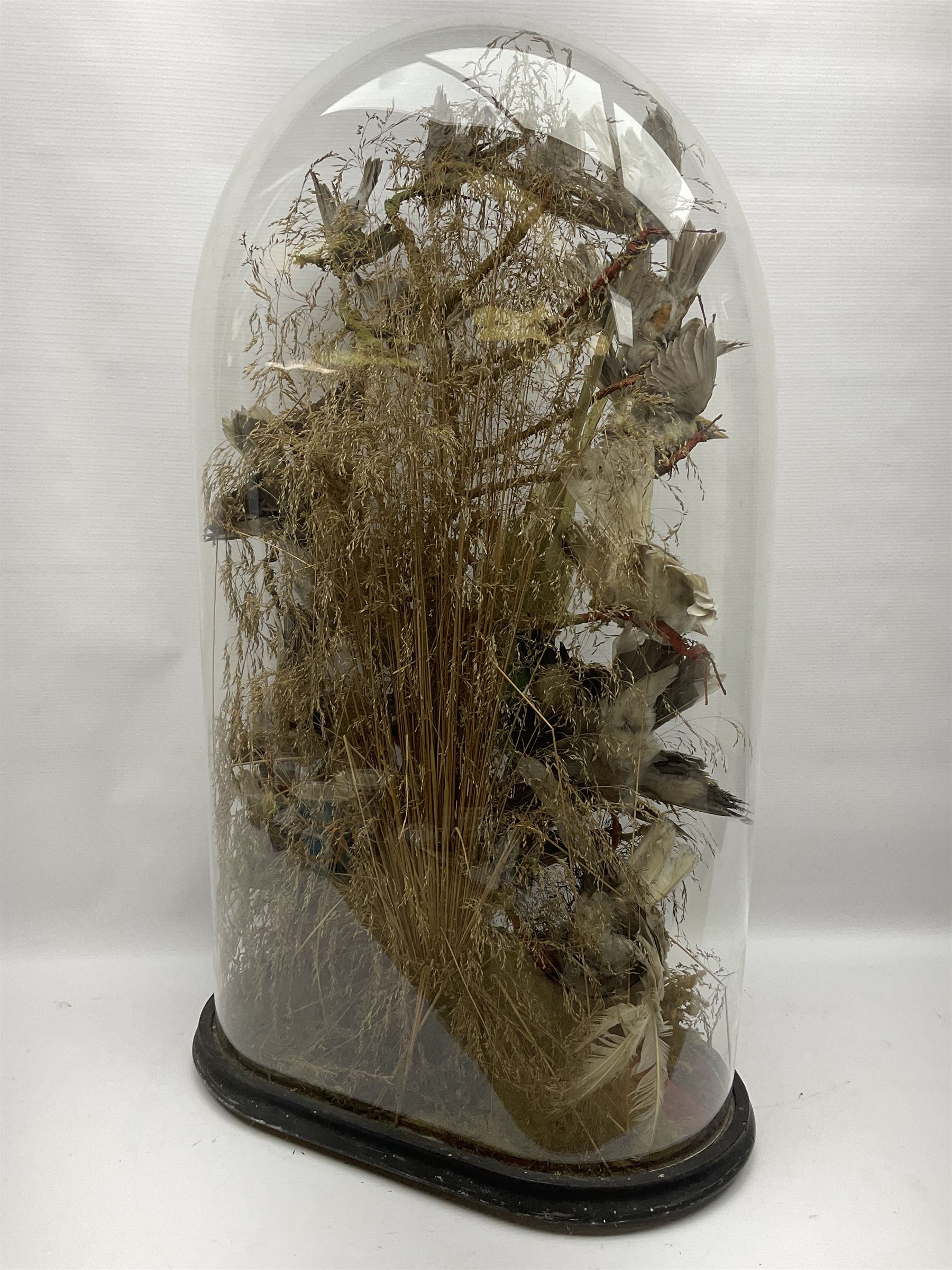 Taxidermy; large Victorian domed taxidermy diorama study of birds, with seventeen specimens including Ring Necked Parakeet, Blue Winged Warbler and Blackbird, the glass dome upon an ebonised wooden base, H77cm, W44cm