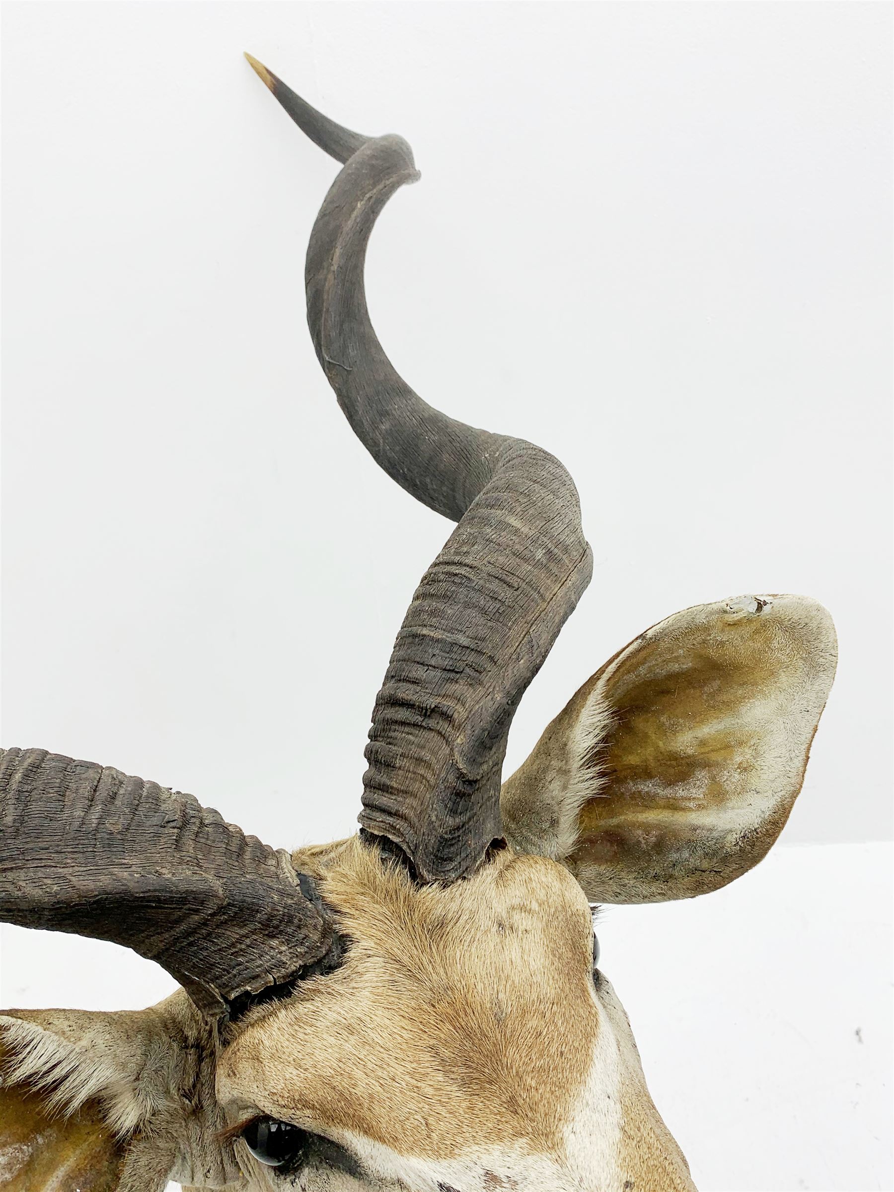 Taxidermy: Greater Kudu (Tragelaphus Strepsiceros), adult male shoulder mount, H170cm