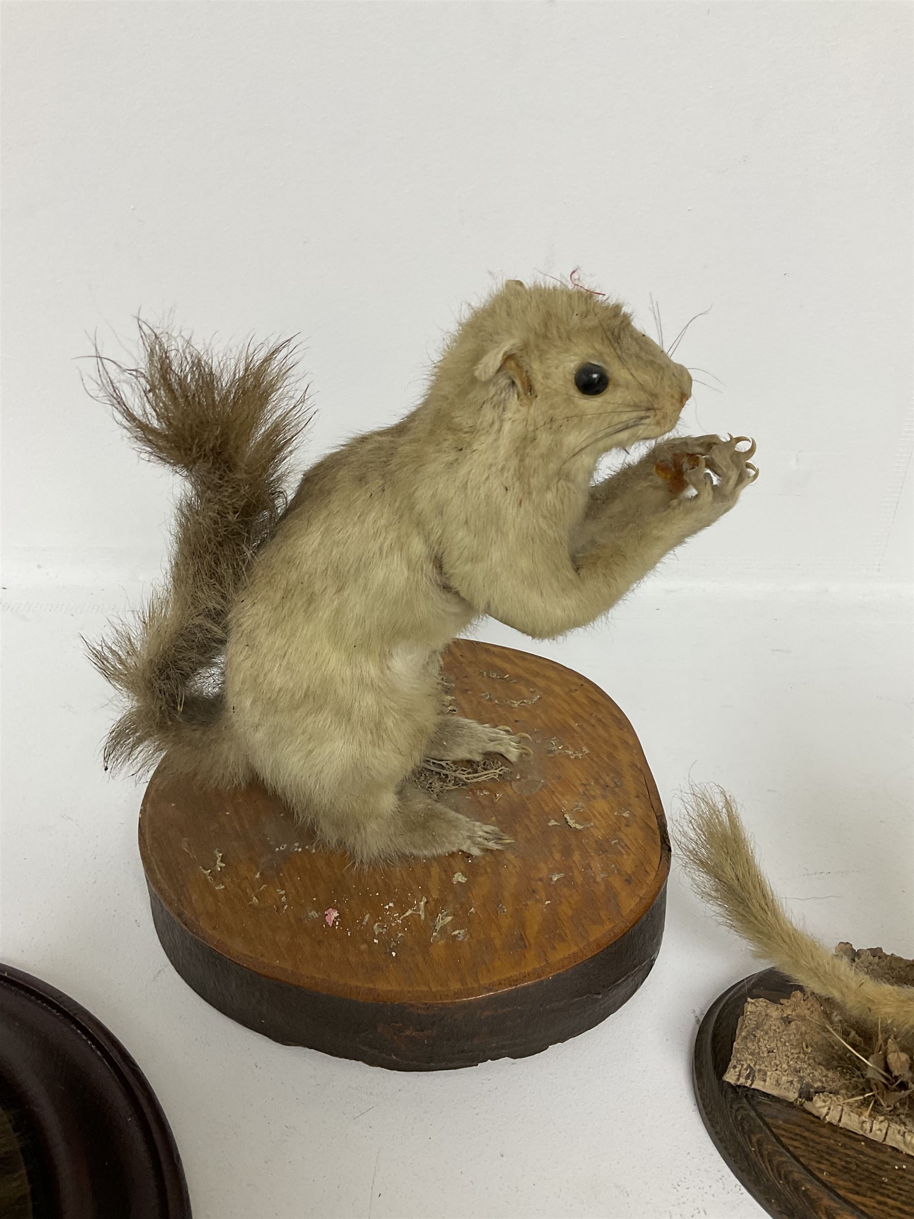 Taxidermy; Red fox mask (Vulpes vulpes), together with stoat (Mustela erminea) study and squirrel (Sciuridae), all on wood bases