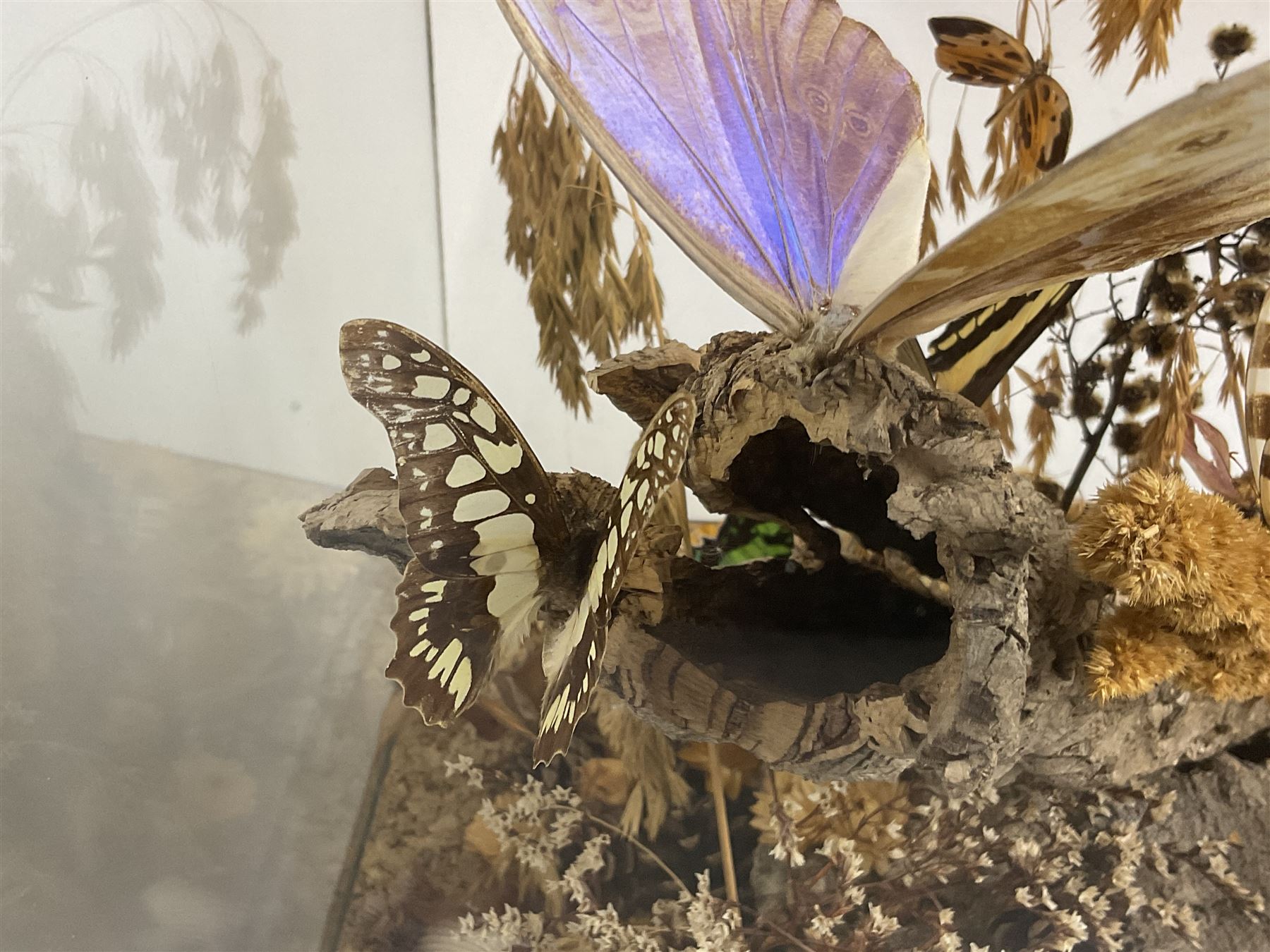 Entomology: 20th century cased moth and butterfly diorama, including Godart morpho, Chrysiridia rhipheus, Cathosia biblis, Appias lyncida, Hamadryas and others arranged amongst dried flowers and grasses, enclosed in a glass five sided terrarium display case with a wooden base, L43cm D43cm H49cm 