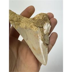 Megalodon (Otodus Megalodon) tooth fossil, with fine serrations, age; Miocene period location; Java, Indonisia, H9cm, W7cm 
Notes; Believed to have grown as large as 18 metres, the Megalodon was the largest shark and one of the most dominant marine predators ever to have existed. It roamed the ancient seas for around 20 million years until their extinction around 3.6 million years ago. Megalodon teeth vary in colour and ton. influenced and coloured over the millennia by the conditions in which they are preserved