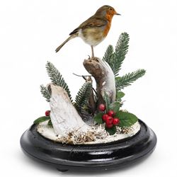 Taxidermy: European Robin (Erithacus Rubecula), full adult mount upon a branch in a naturalistic winter setting by Roger Whapshott Taxidermy, enclosed within a glass dome H30cm 