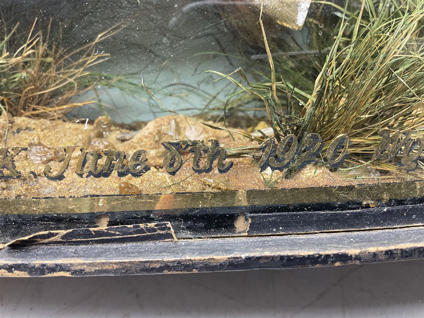 Taxidermy: Brown trout (Salmo trutta), skin mount set above a pebbled river bed with reeds and ferns, against blue painted back drop, enclosed within an ebonised bow-front display case, with 'Costa Beck June 8th 1920, Weight 3 3/4lbs',inscribed to the glass, H31cm, L62cm 