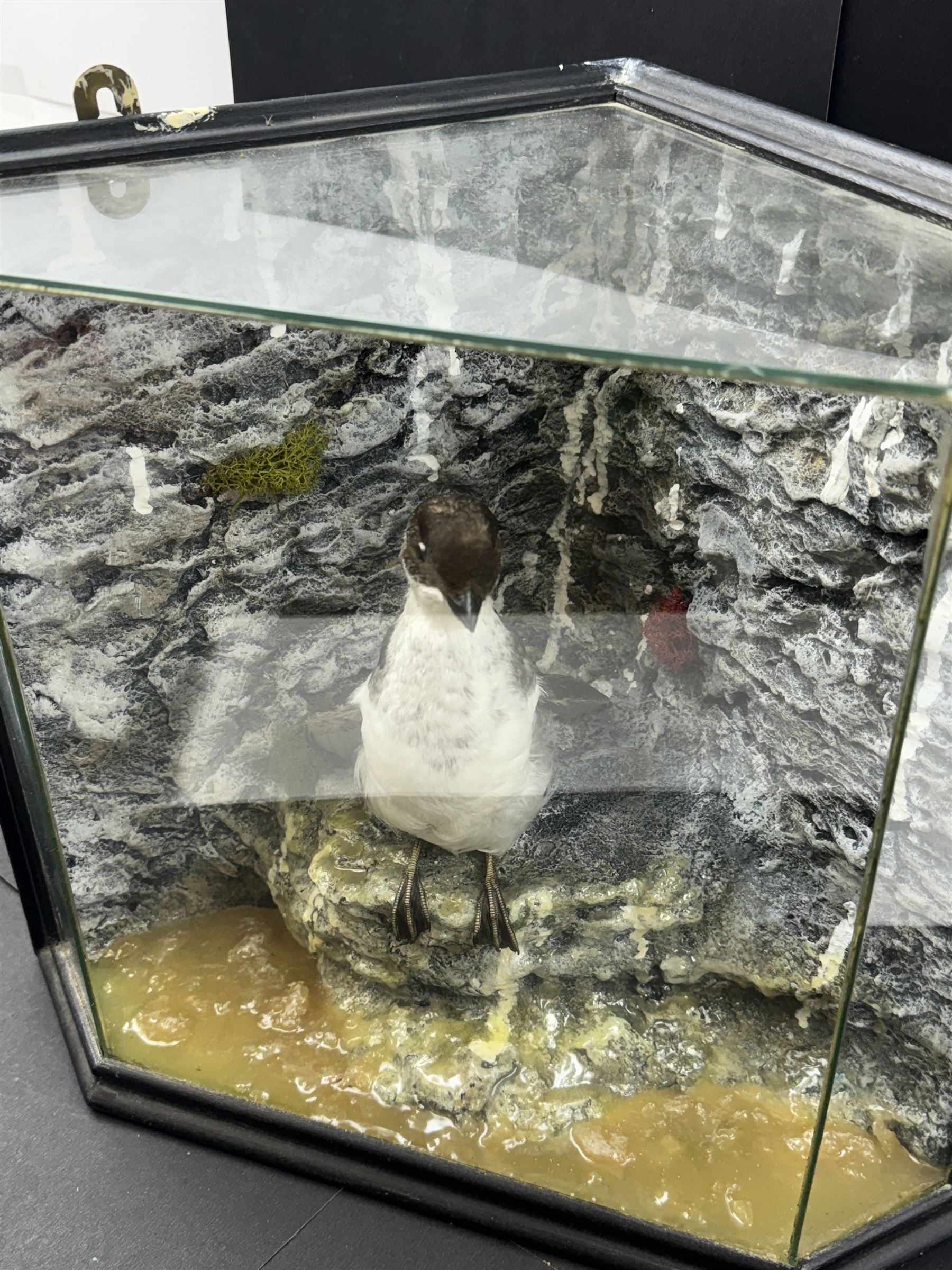 Taxidermy: Cased Little Auk (Alle alle), immature full mount, stood upon a painted faux rock ledge,the backdrop as a cliff with moss, enclosed within a ebonised angled four-glass display case, H32cm