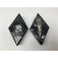Two boxes, each in the form of a diamond with Orthoceras and Goniatite inclusions, the first with a raised Orthoceras to the lid, the second with a raised Goniatite to the lid, age: Devonian period, location: Morocco, L17cm, H5cm 