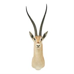 Taxidermy - Northern Grants Gazelle (Nanger notata), adult male shoulder mount looking str...