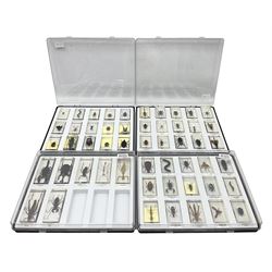 Entomology: collection of fifty two insect specimens, each in an acrylic block, to include Giant Scorpion, Rhinoceros Beetle, Praying Mantis, Millipede, Flower Mantis, Exotic Planthopper, Blue Weevil etc 