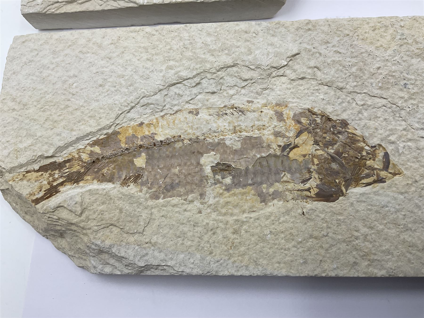 Four fossilised fish (Knightia alta) each in an individual matrix, age; Eocene period, location; Green River Formation, Wyoming, USA, largest matrix H9cm, L17cm