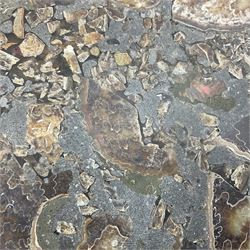 Polished ammonite plate, formed of individual ammonites, age: Jurassic period, D28cm