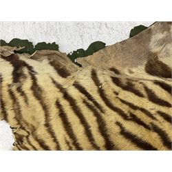 Skins/Hides: Victorian Tiger skin rug (tigris tigris), with green backing with scalloped edges,  L188cm  