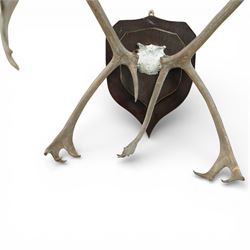 Antlers/Horns - Pair of Caribou reindeer (Rangifer tarandus) antlers, with partial skull on wooden shield, W72cm H76cm extension 85cm