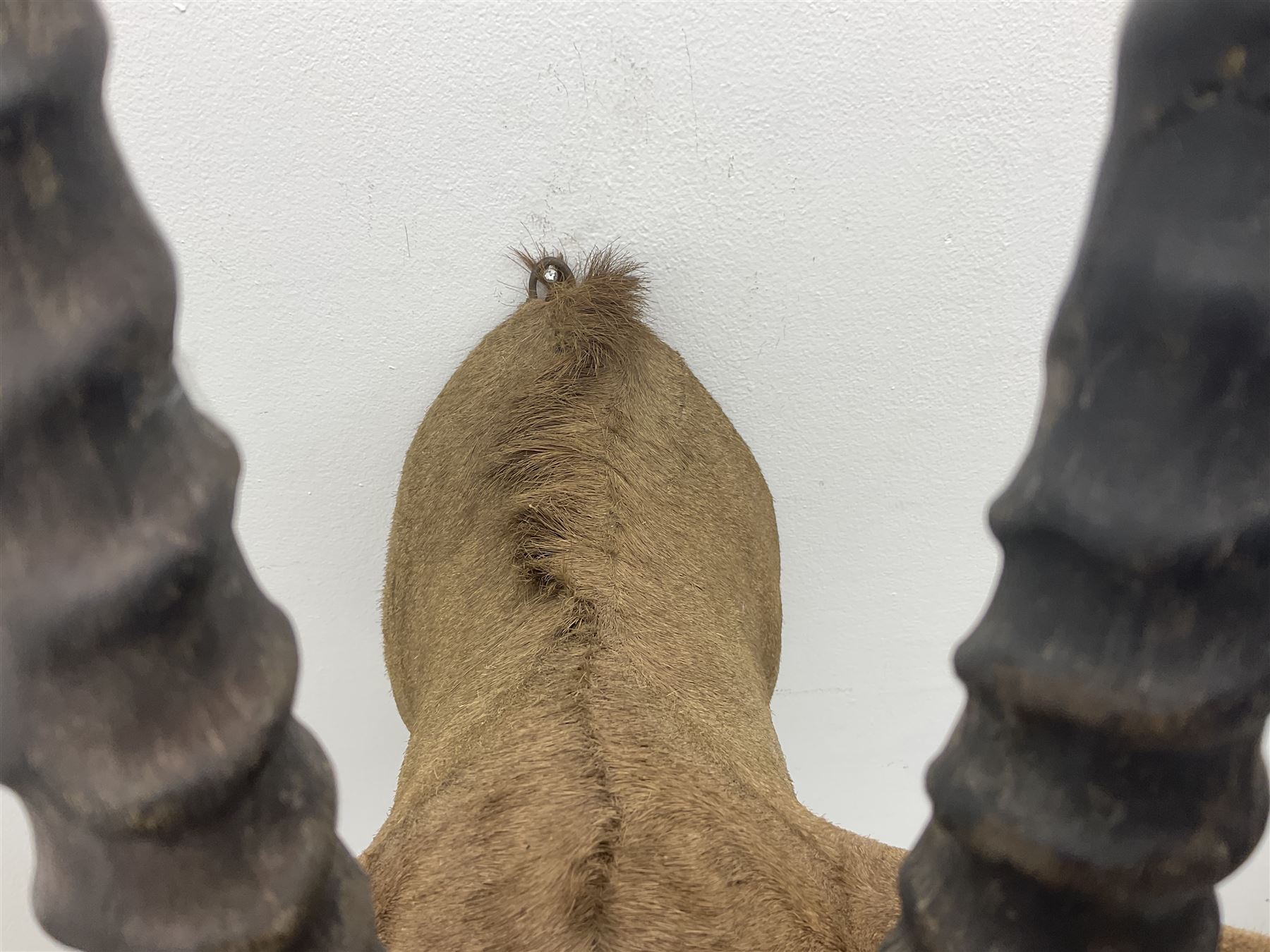 Taxidermy: Fringed-eared oryx (Oryx beisa callotis), circa 1960, by Rowland Ward Ltd,  adult male shoulder mount looking straight ahead, D62cm