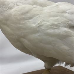 Taxidermy; pair of Common Pheasants (Phasianus Colchicus), white cock and hen adult mounts, upon a wooden base, H51cm  