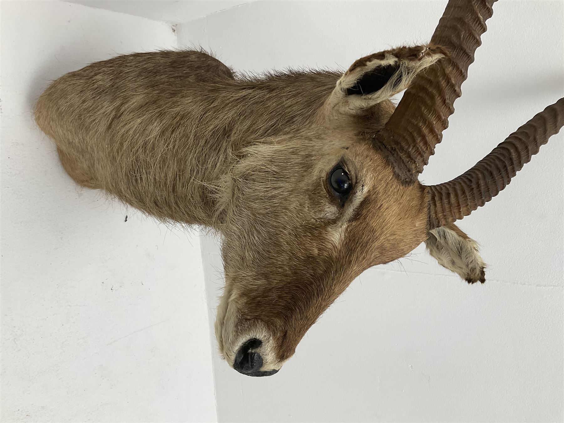 Taxidermy: East African Ellipsen Waterbuck (Kobus ellipsiprymnus), adult male shoulder mount looking straight ahead, approximately H120cm
