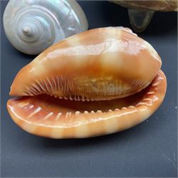 Conchology: selection of shells, including gold pearl oyster shell, mother of pearl turbo marmaratus shell, Cypraecassis Rufa red helmet shell, Mitre shell, Paua shell and others, largest D19cm