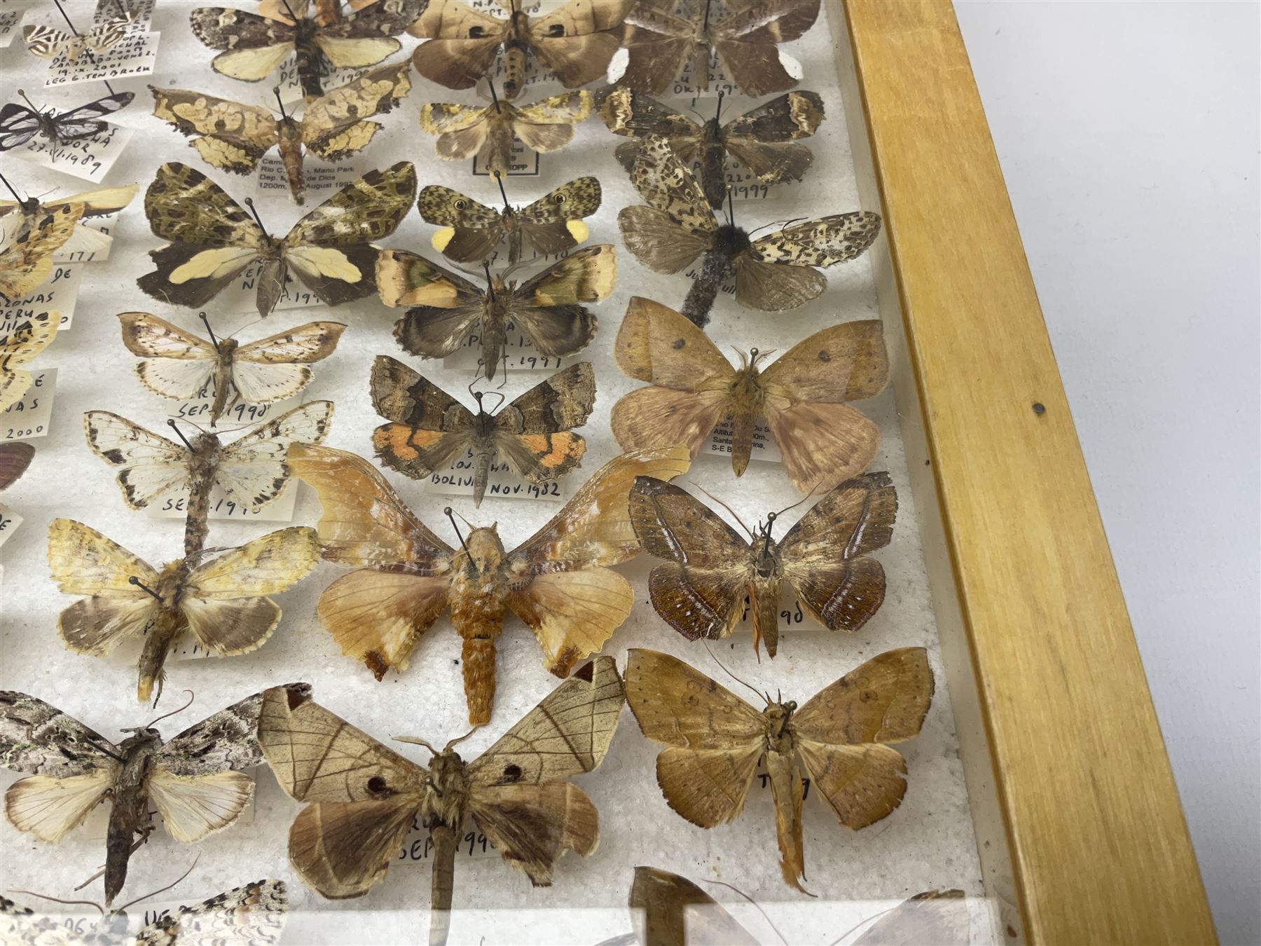 Entomology: Glazed entomology collector's drawer display of African and Asian butterflies and moths, a colourful display of one hundred and twenty six assorted specimens, collected from various regions of Africa and Asia, each with attached data labels, H50cm, W40cm
