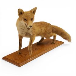 Taxidermy - Fox (Vulpes vulpes), full male adult mount on open display, with raise paw, upon wooden base, base W70cm