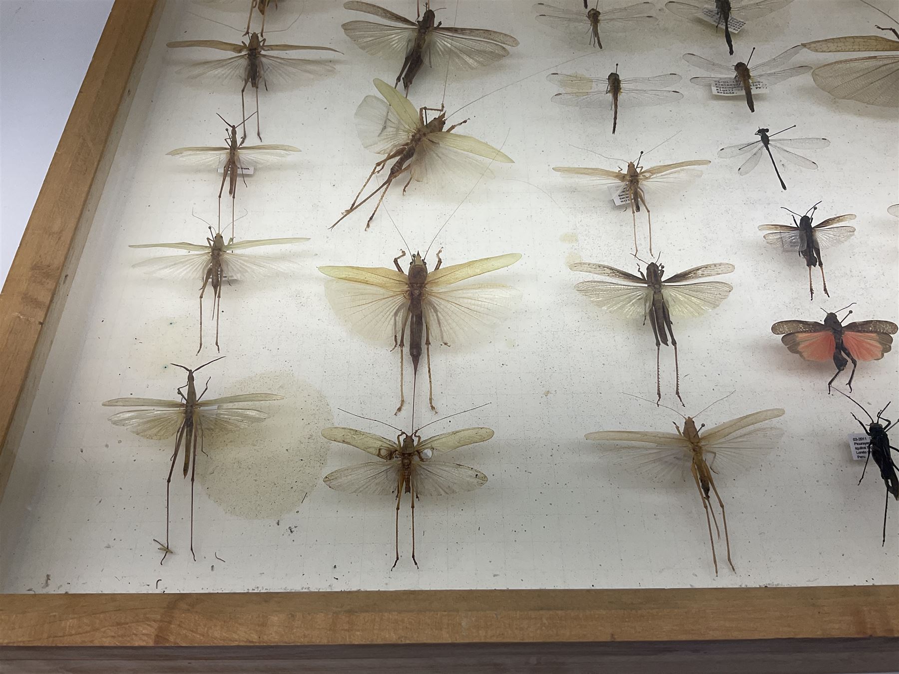 Entomology: Glazed entomology collector's drawer display of various Australian and African Locusts and Dragonflies, twenty-eight assorted specimens, collected from various regions of Australia and Africa, each with attached data labels, H42cm, L51cm