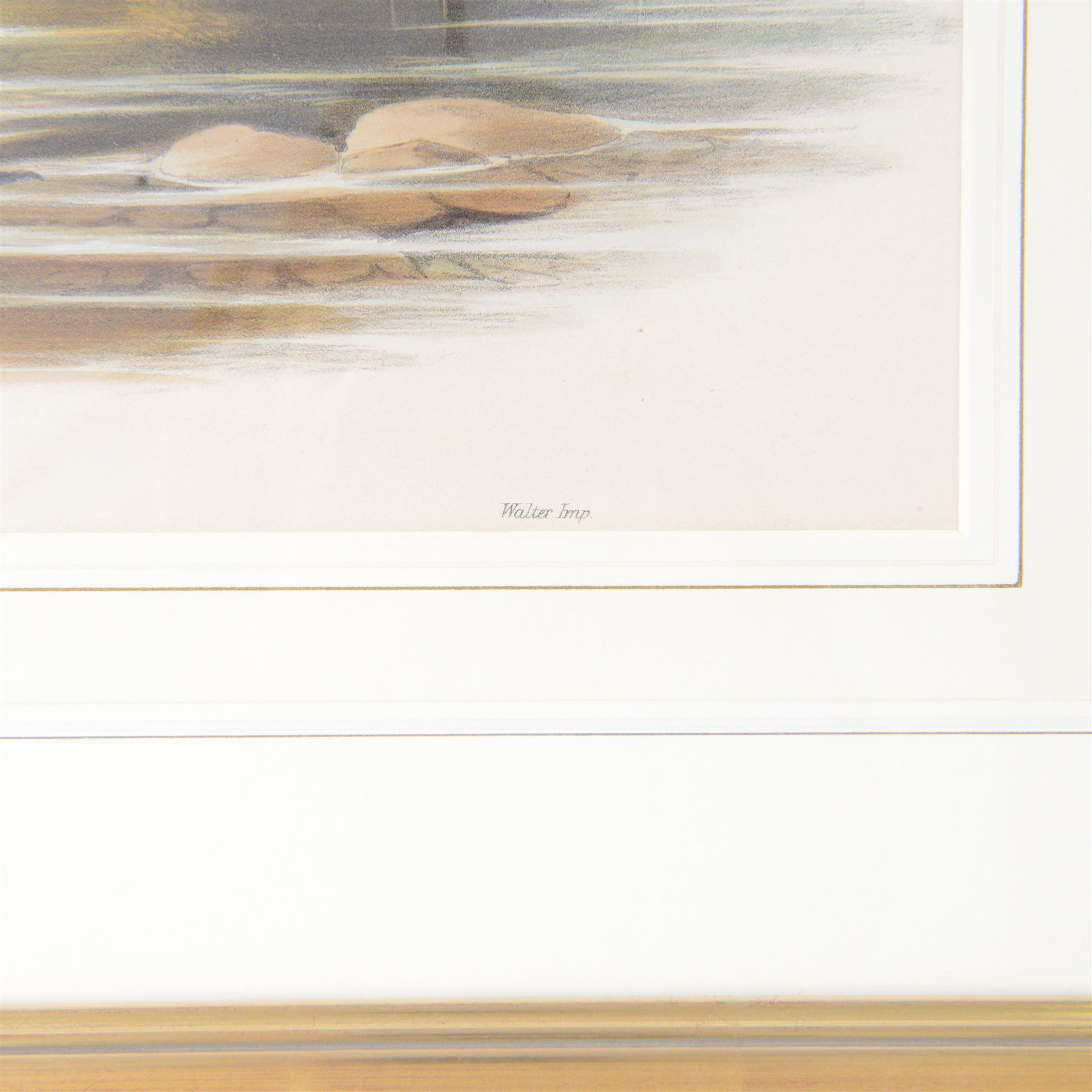 After John Gould (British 1804-1881) and Henry Constantine Richter (British 1821-1902): 'Limosa Melanura' or Black-tailed Godwit, colour lithograph 35cm x 48cm 